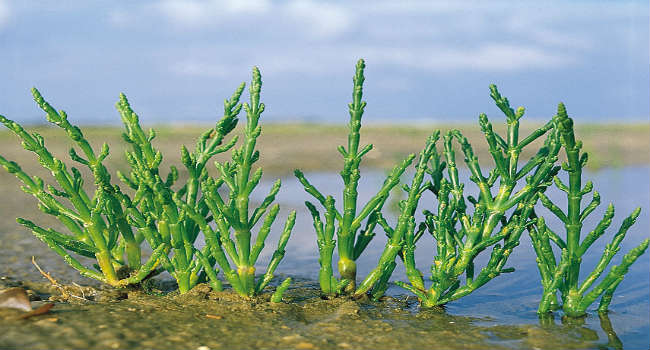 salicornia asparago di mare